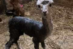 Grey_Baby_Alpaca