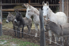 great-shot-of-the-boys