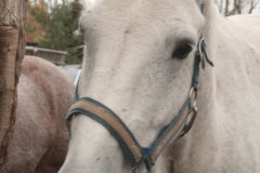 sandi-at-heart-rescue-022